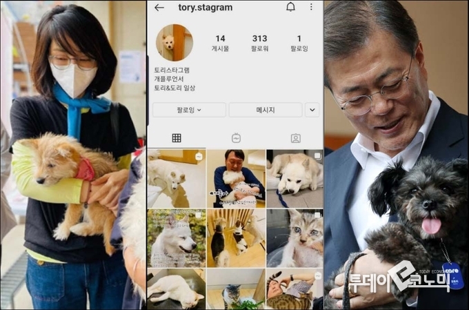 (좌) 김건희 여사가 유기견을 돌보고 있다.(사진=김건희 여사 인스타그램 캡쳐) , (중) 윤석열 대통령의 반려견이자 유기견이었던 토리의 모습(사진=토리 인스타그램), (우) 문재인 전 대통령이 유기견 토리를 안고있다.(사진=청와대)