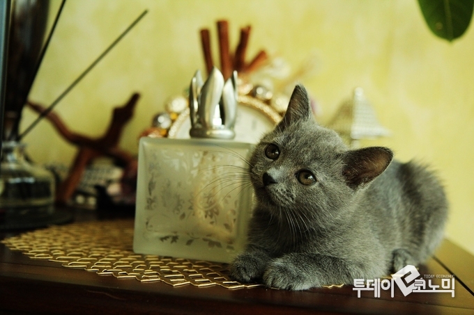 <사진=픽사베이>