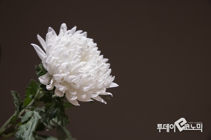 사진=픽사베이
